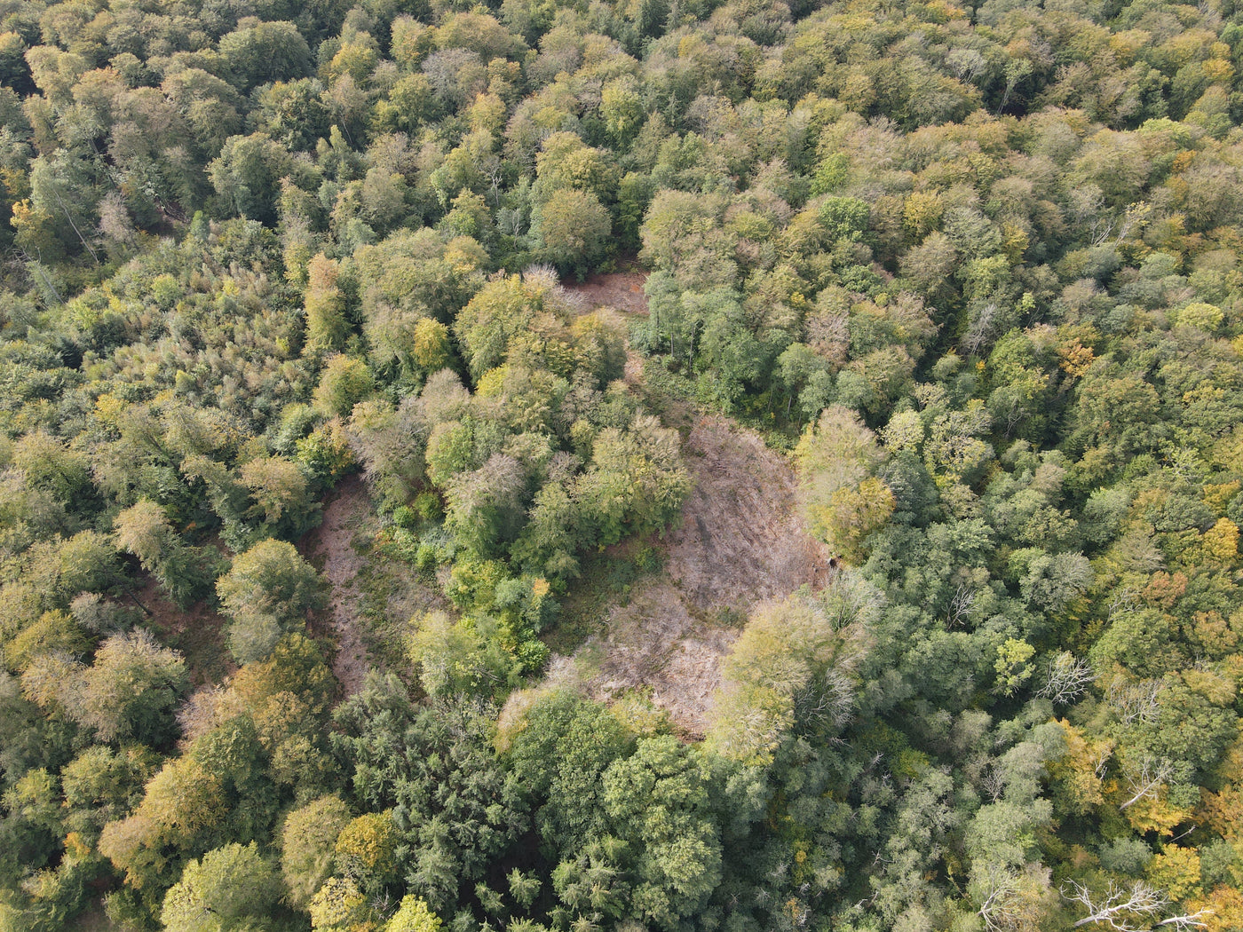🌳 Skovareal & Biodiversitet